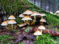 Hellbeige Pilzgruppe am Fuß eines bemoosten Baumstumpfes